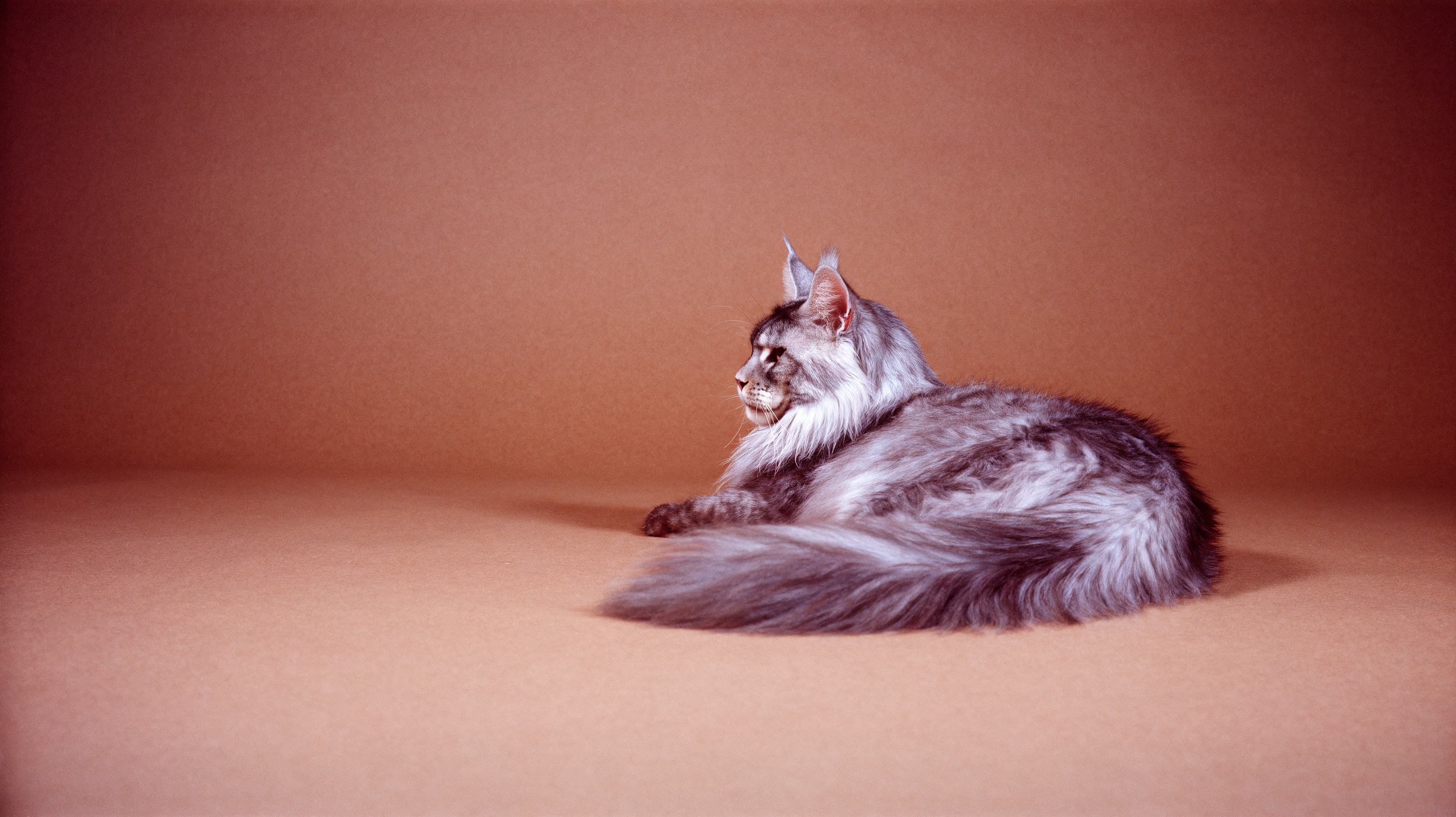 wfex-b28-input-2-A199b_kontext_animal.png