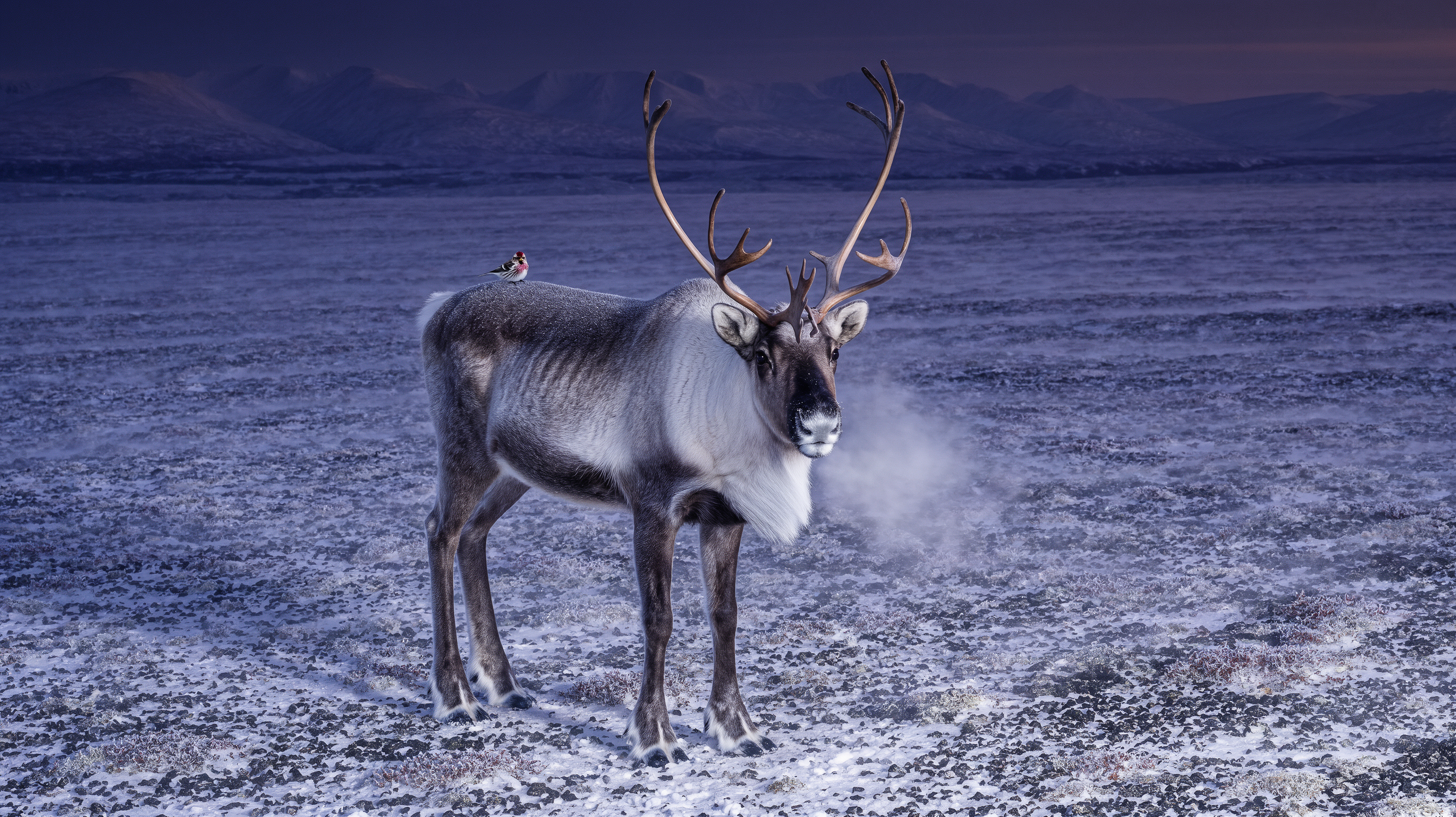 wfex-b05-input-1-A29v2_animal_still.webp