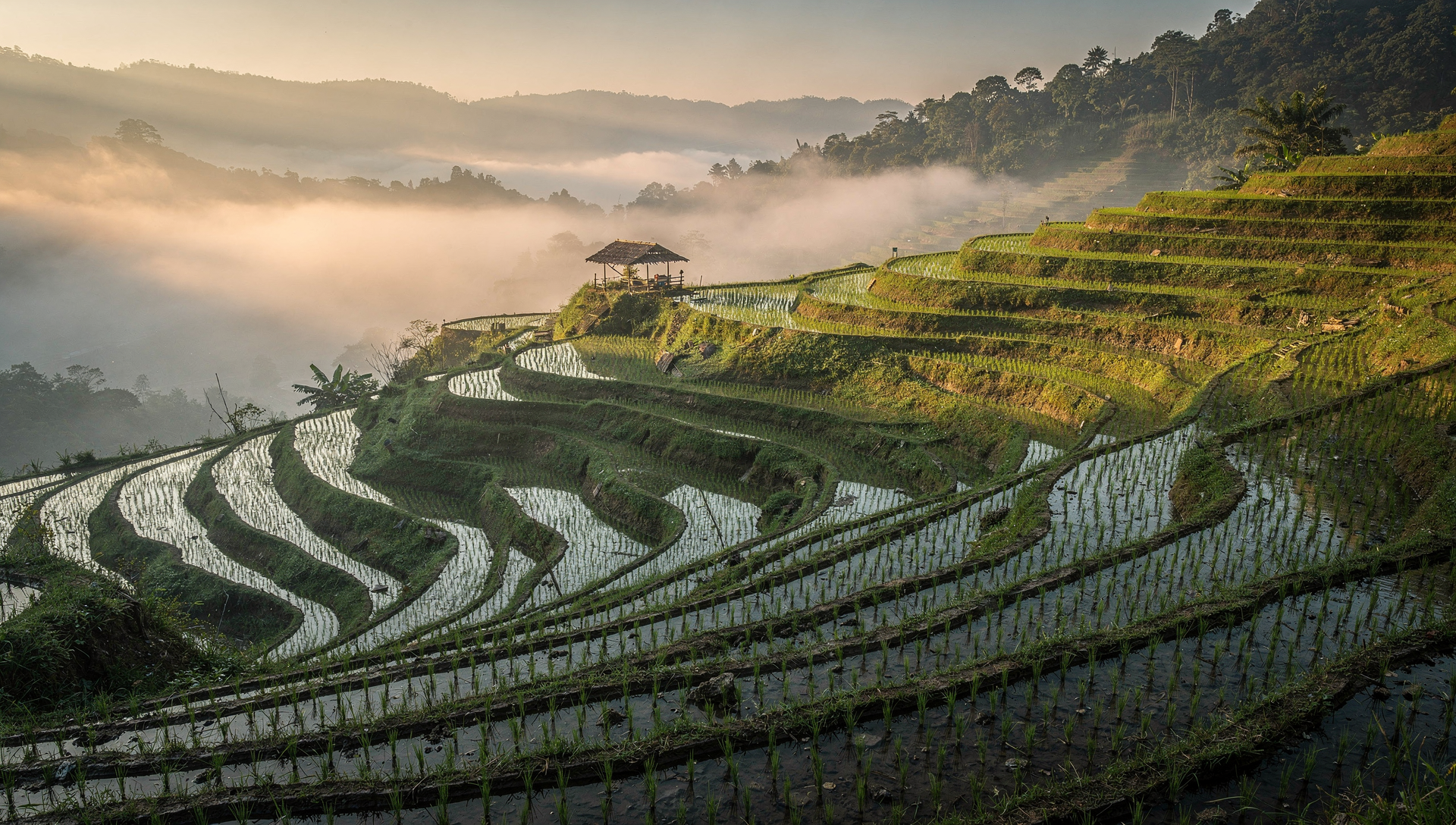 FLUX 2 Pro Text-to-Image: Rice terraces at dawn