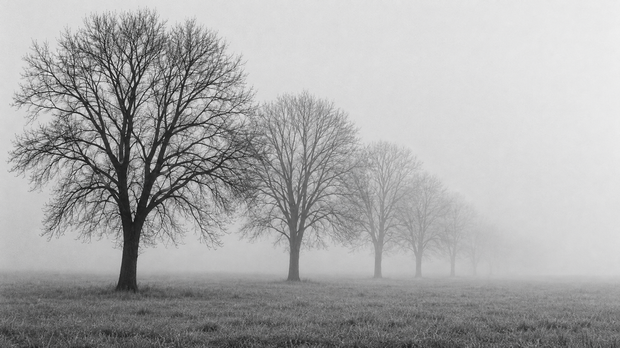 GPT Image 2.5 Sunburst Text-to-Image: Bare trees into the fog
